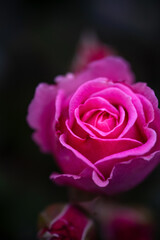 dark abstract blurred background with delicate pink rose. High quality photo