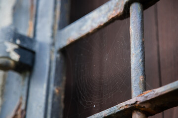 spider web on blue iron gate