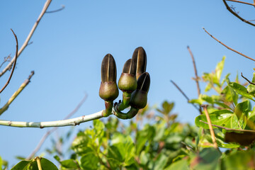 Registro da fauna e flora da Mata Atlântica, vegetação nativa da praia de Grumari, no Recreio, Rio de Janeiro.