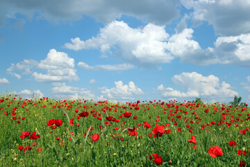 meadow with poppies flowers and  blue sky in springtime