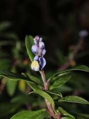 Monnina crepinii Chodat, Polygalaceae, Costa Rica