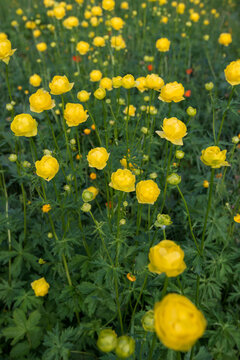 Close up of blooming yellow wild peonies on a mountain meadow - selective focus, vertical orientation