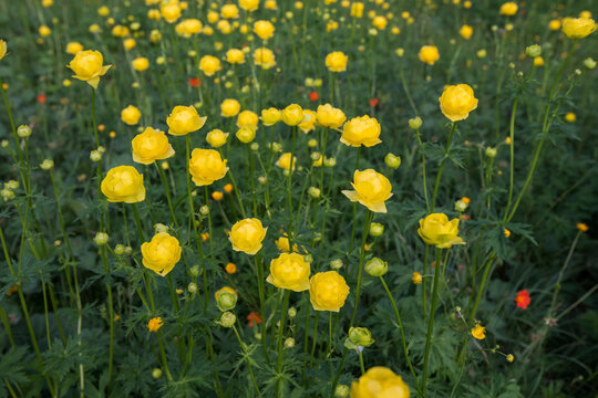 Close up of blooming yellow wild peonies on a mountain meadow - selective focus