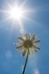 Blooming daisy against the blue sky and natural sun flare - selective focus, vertical orientation