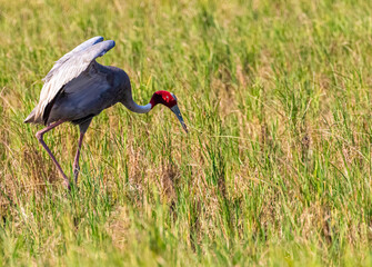 Sarus Crane running in paddy field