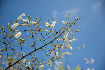 Registro da Mata Atlântica, vegetação nativa da praia de Grumari, no Recreio, Rio de Janeiro.