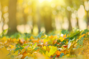 Colorful beautiful background of fallen leaves. Yellow, orange, red leaves falling.
