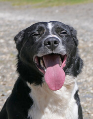 Border Collie Sheepdog with a long tongue on sunny day