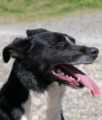 Border Collie Sheepdog with a long tongue on sunny day