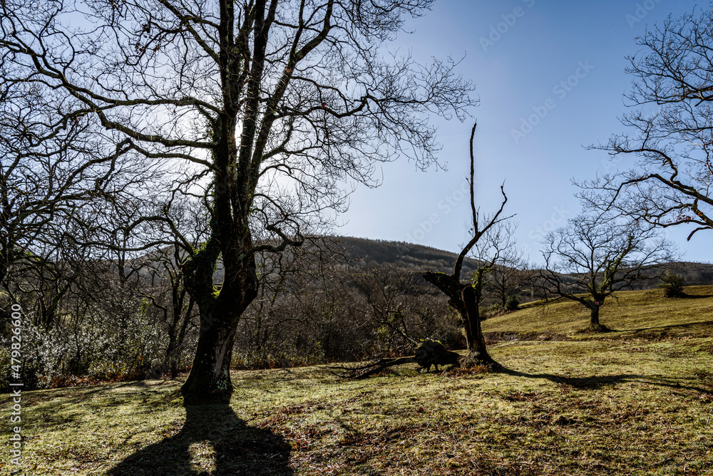 Wall mural beech tree  without leaves next to other trees, without leaves
 with moss on its trunk in the field, its branches cover the sun, backlight, winter background bushes, sunny winter day