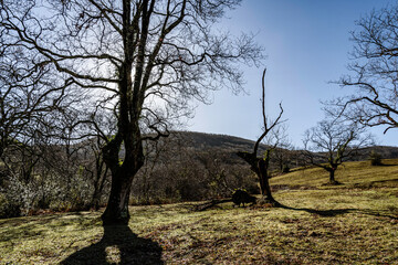 beech tree  without leaves next to other trees, without leaves
 with moss on its trunk in the...