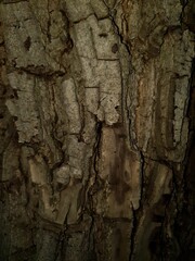 bark of a tree