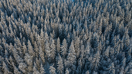 aeer snow-covered forest from above