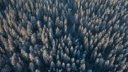 aeer snow-covered forest from above