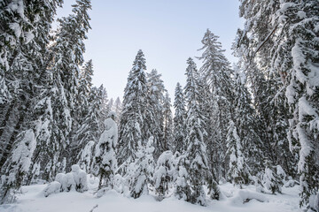 winter fairy tale, winter ideal landscape