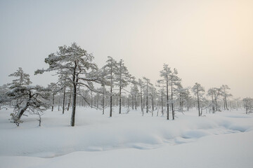 winter fairy tale, winter ideal landscape