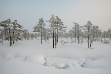 winter fairy tale, winter ideal landscape