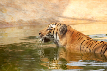 Fototapeta na wymiar Tiger Chilling in the Pond