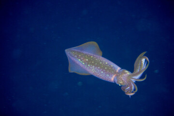 Playing squidy