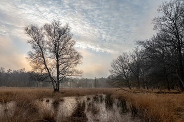 Fototapeta na wymiar nature reserve in the netherlands winter morning in january(Ter Borg Westerwolde)