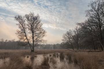 nature reserve in the netherlands winter morning in january

(Ter Borg Westerwolde)