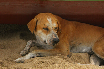 Street Dog Sitting in the Sand 