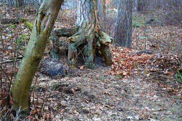 Pine tree in the forest with thick rhizomes exposed from the ground in autumn