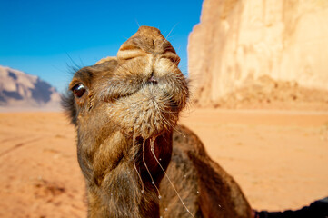 Camels in the Wadi Rum desert in Jordan
