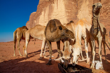 Camels in the Wadi Rum desert in Jordan