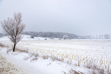 Harvested cornfield under the snow in a cold day of winter. Stubble corn field in winter with trees in the background.