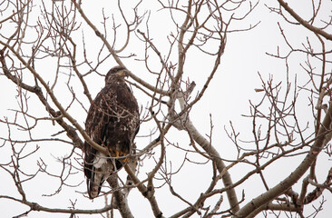 Majestic American bald eagle perched