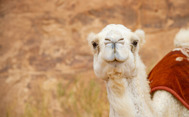 Camels in the Wadi Rum desert in Jordan