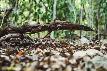 Tronco en el suelo de un bosque