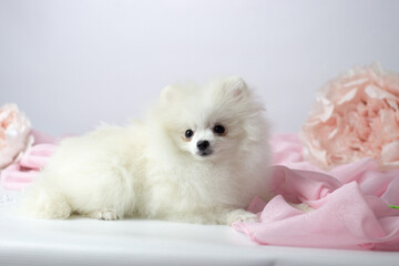 Fototapeta na wymiar Pomeranian spitz. Cute fluffy charming cream-haired Pomeranian Spitz in full growth on white and pink background.