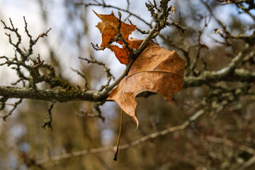 autumn leaves on the tree