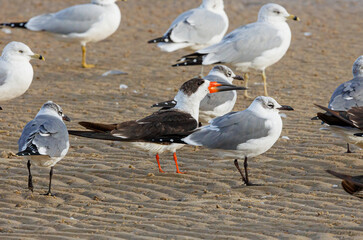 Black skimmers on Gulf of Mexico beach