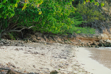 Árboles en la orilla de la playa