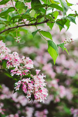 pink flower blossom in spring
