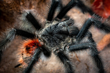 Argentinian black tarantula grammostola iheringi