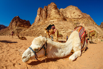 Camels in the Wadi Rum desert in Jordan