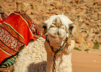 Camels in the Wadi Rum desert in Jordan