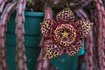 stapelia a succulent African plant with large star-shaped fleshy flowers that have bold markings and a fetid smell of rotting meat that attracts pollinating flies.
