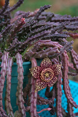 stapelia a succulent African plant with large star-shaped fleshy flowers that have bold markings and a fetid smell of rotting meat that attracts pollinating flies.
