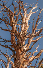 Bristlecone pine valley tree on blue sky background