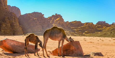 Camels in the Wadi Rum desert in Jordan