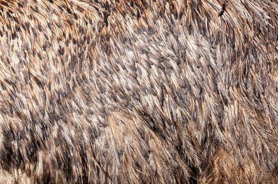 Emur feathers fur texture. Ostrich feathers full frame background. 