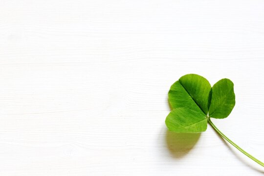 clover leaves on a light background, rustic style.
copy Space,
