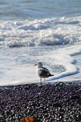 seagull on the beach
