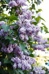 Obraz premium beautiful lilac background on a sunny day