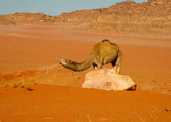 Camels in the Wadi Rum desert in Jordan